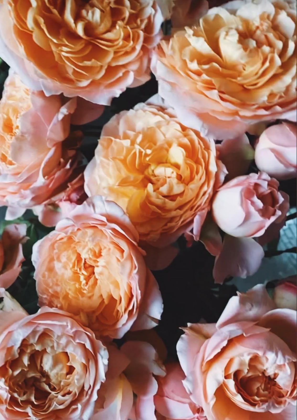 Rose d'Orient — 4