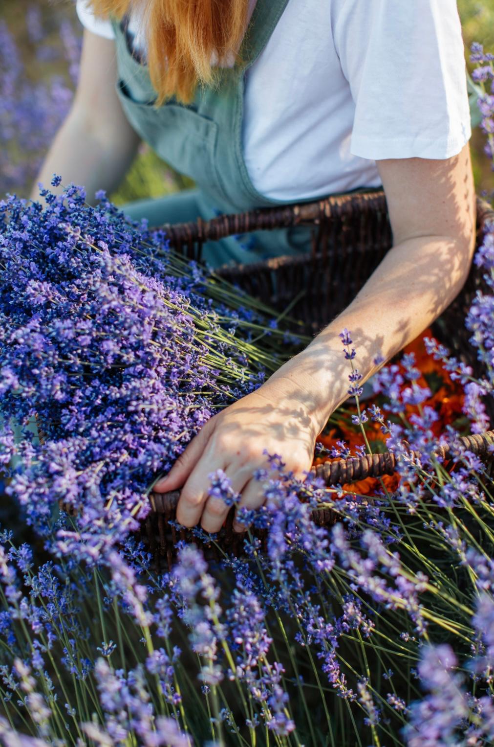 Douce Lavande de Provence — 3