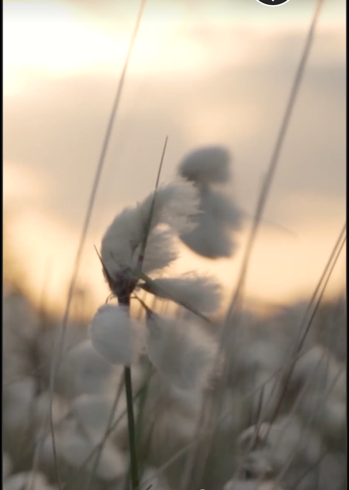 Nuage de Coton — 3
