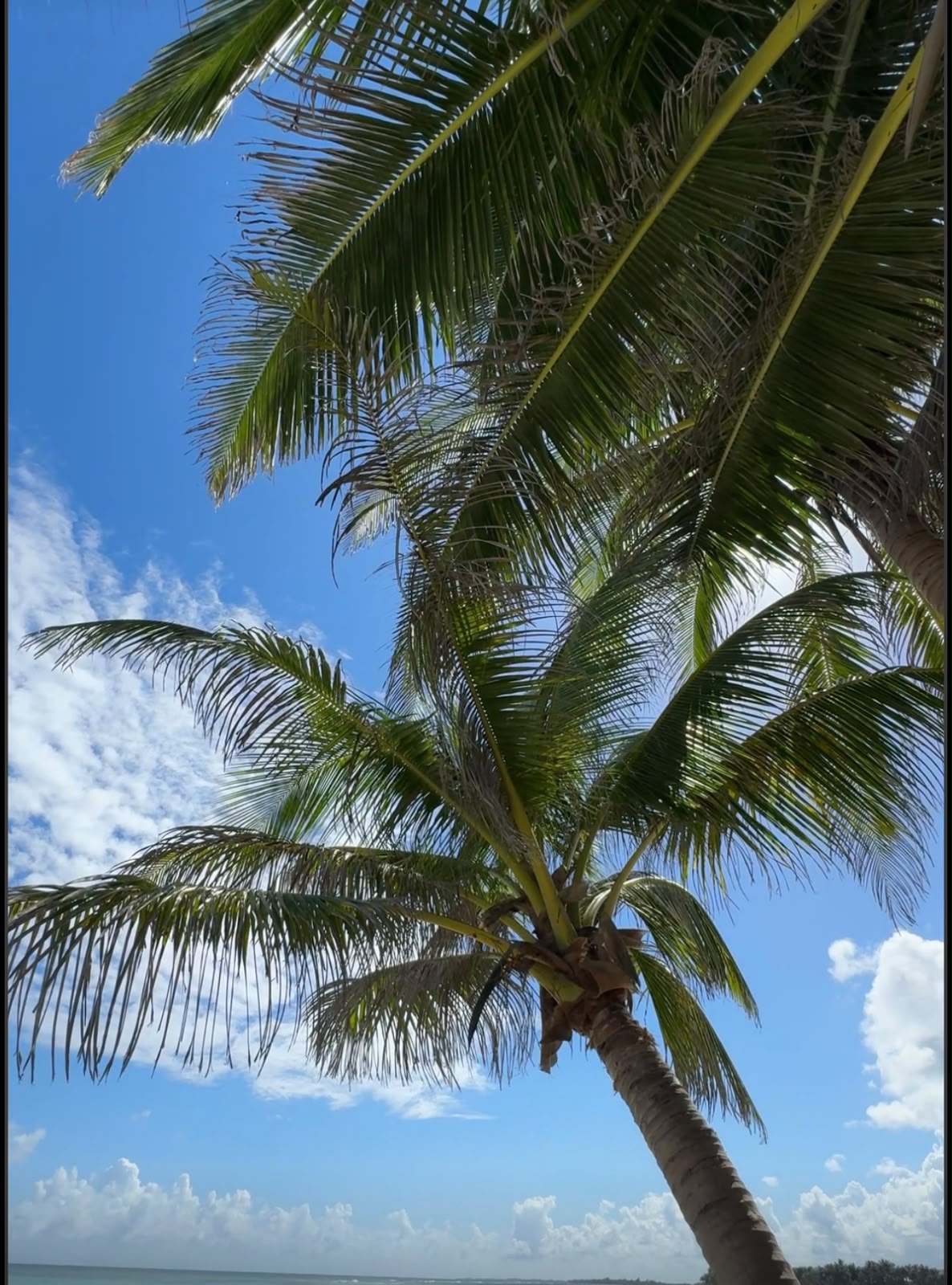 Trésor de Tahiti — 4