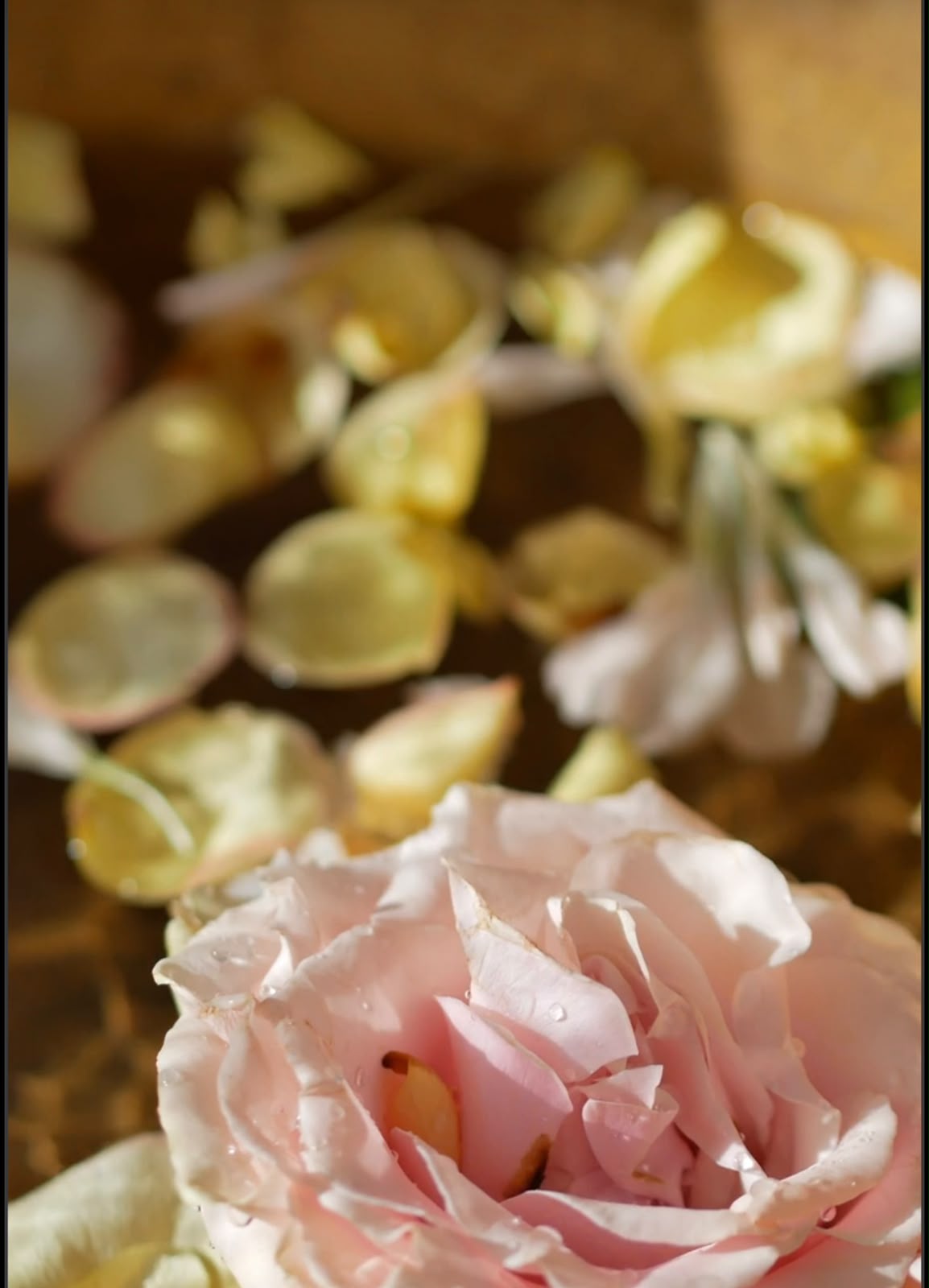 Rose d'Orient — 2