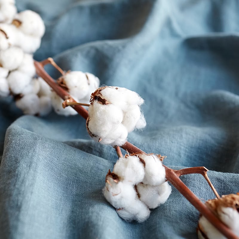 Nuage de Coton — 2